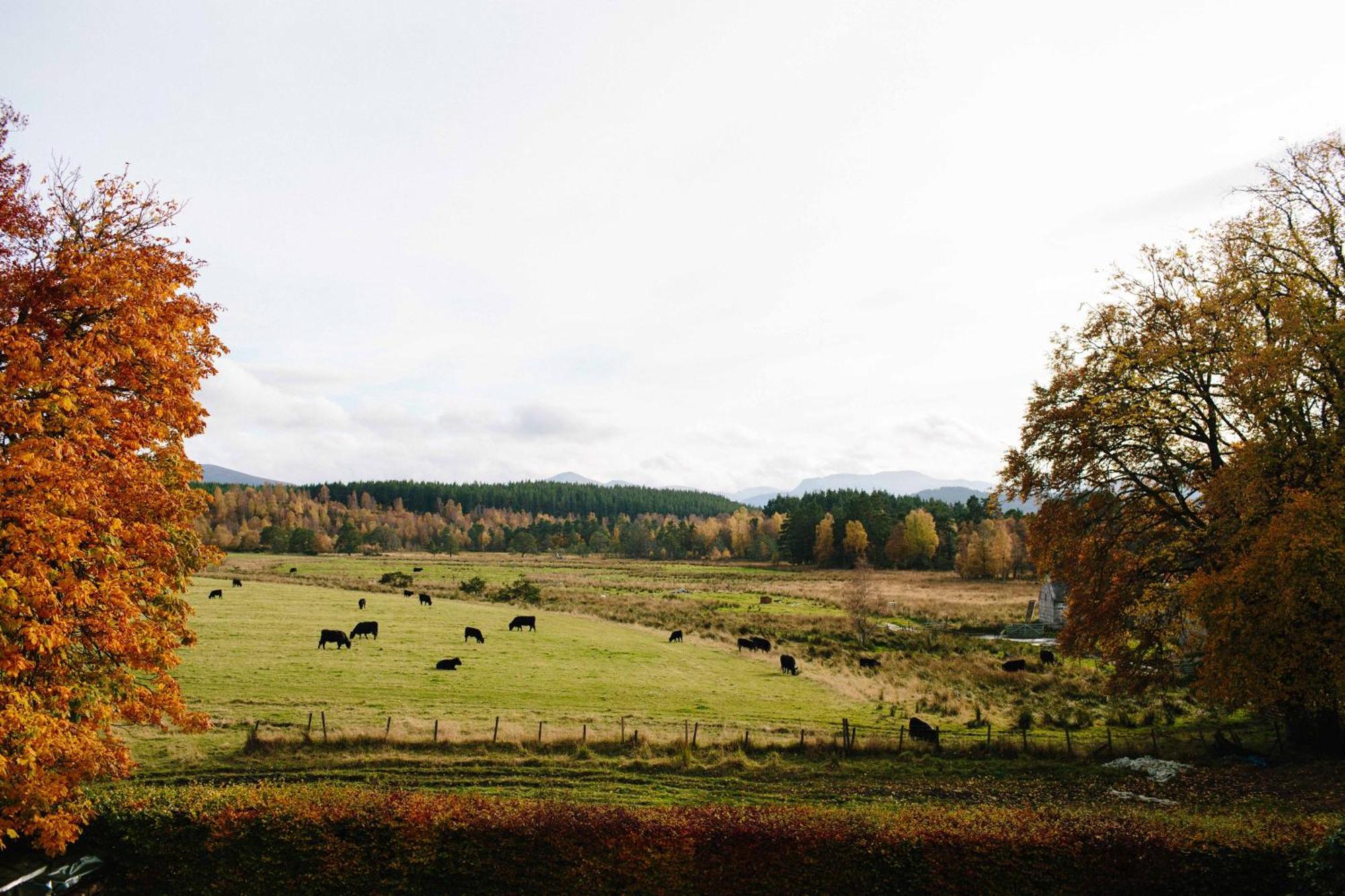 The Dell Of Abernethy - A Woodland Hideaway * Nethy Bridge
